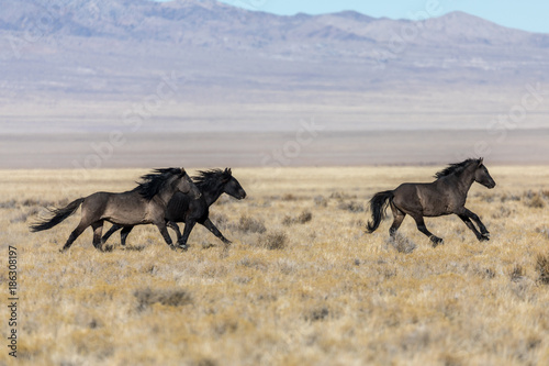 Fototapeta Naklejka Na Ścianę i Meble -  Wild Horse Stallions Running in the Desert
