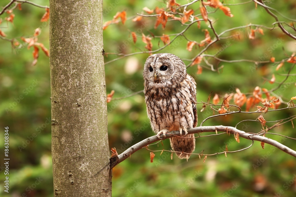 Strix aluco. Wild nature. Beautiful owl photo. Autumn nature of Czech. Beautiful colors in the photo. Bird on the photo. A rare bird.He lives in Europe, except for northern areas. Strix aluco. Wild nature. Beautiful owl photo. Autumn nature of Czech. Beautiful colors in the photo. Bird on the photo. A rare bird.He lives in Europe, except for northern areas.