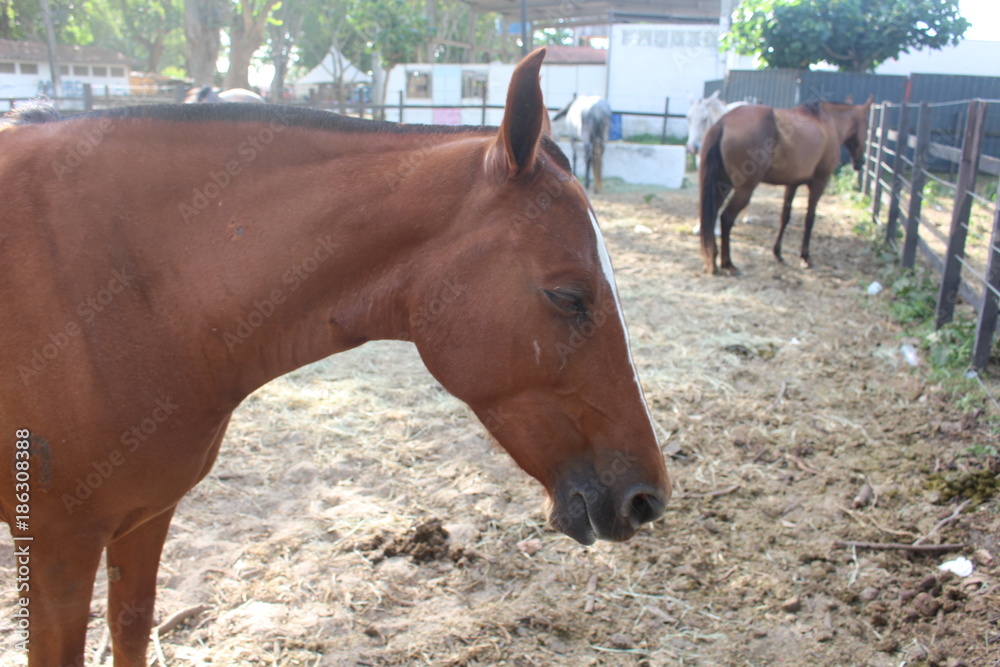 Fototapeta premium Cavalo