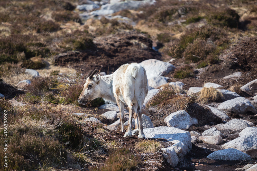 White reindeer in the Cairngorm mountains, Scotland in May White reindeer in the Cairngorm mountains, Scotland in May