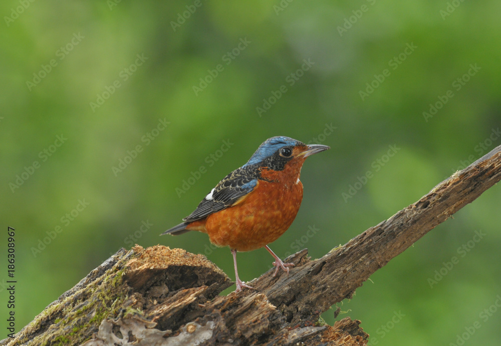 White-throated Rock Thrush White-throated Rock Thrush
