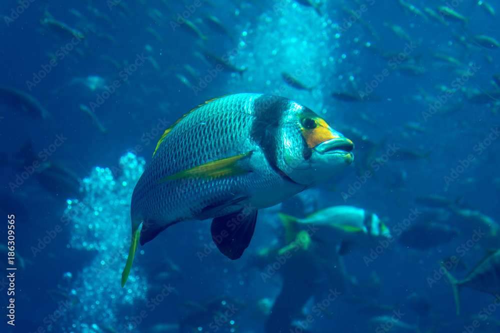 Fototapeta premium Emirats Arabes Unis, Dubai, l'atlantis, l'aquarium, majestueux