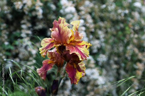 Fototapeta Naklejka Na Ścianę i Meble -  Flowering hybrid iris 