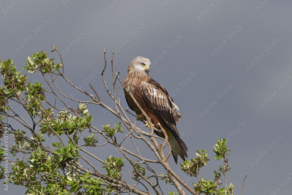 Red kite (Milvus milvus) Red kite (Milvus milvus)