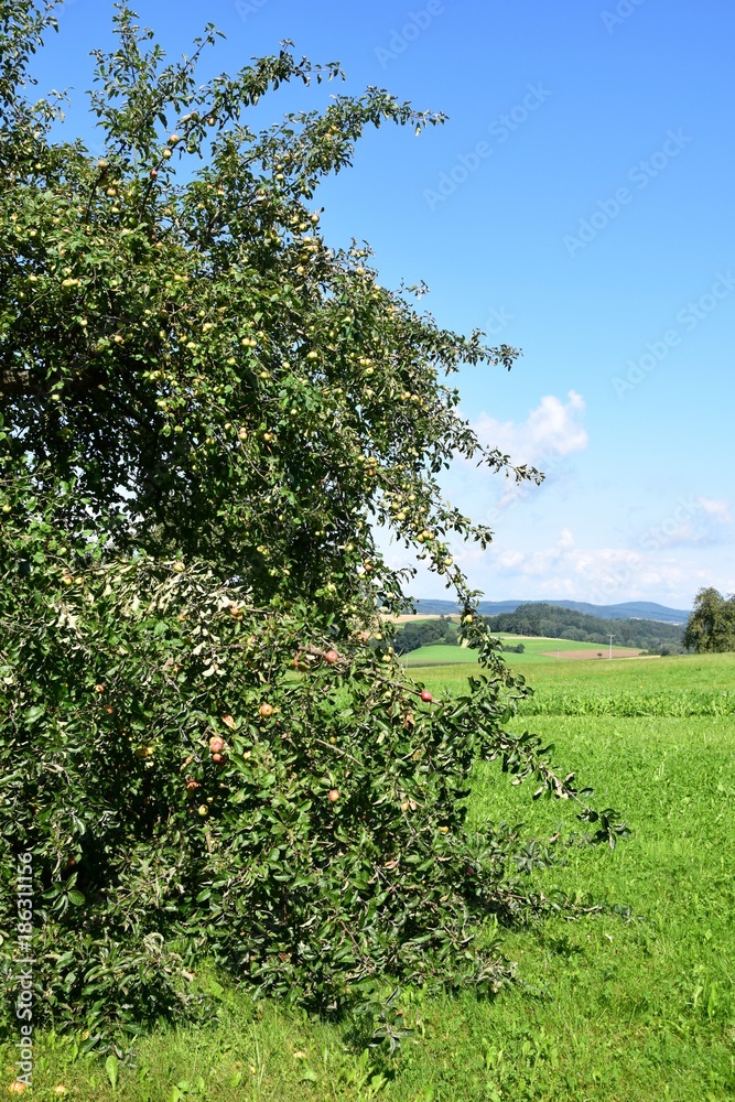 Alter Apfelbaum in Thierling, Oberpfalz Alter Apfelbaum in Thierling, Oberpfalz