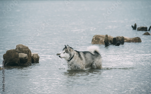 Alaska malamute dog in lake