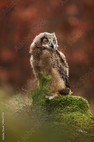 Bubo bengalensis. Autumn nature. Beautiful owl photo.
