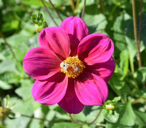 Fototapeta Naklejka Na Ścianę i Meble -  Dahlia rose en été au jardin