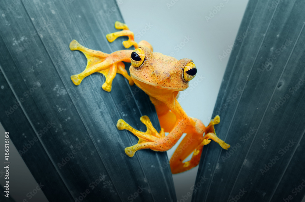Naklejka premium dumpy tree frog