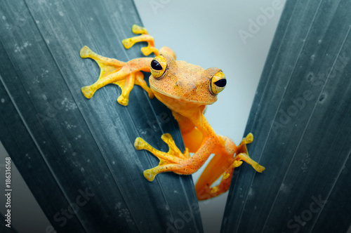Fotótapéta dumpy tree frog