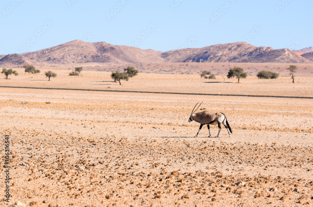 Beautiful Gemsbok, also called Oryx antelope, standing in the Namib Desert in Namibia, Africa, near the town of Lüderitz / Lüderitz. Mountains and train tracks in the background. Beautiful Gemsbok, also called Oryx antelope, standing in the Namib Desert in Namibia, Africa, near the town of Lüderitz / Lüderitz. Mountains and train tracks in the background.