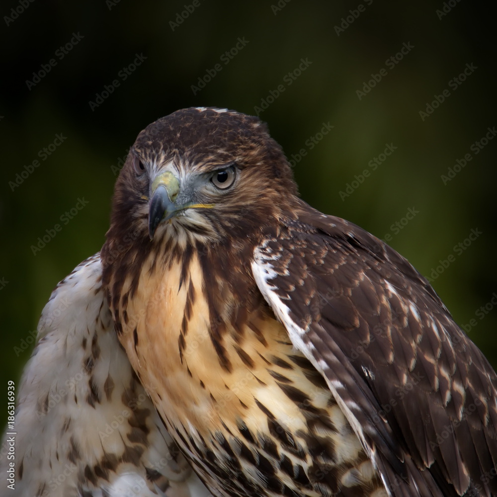 Bussard Bussard