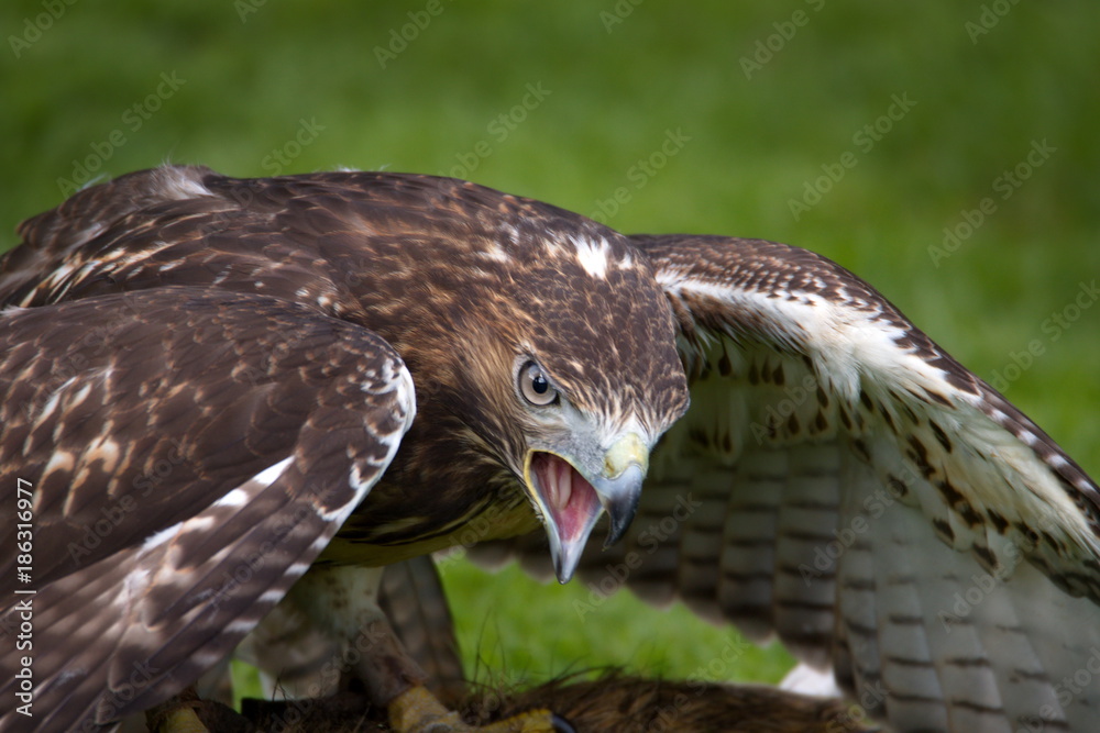 Obraz premium Bussard