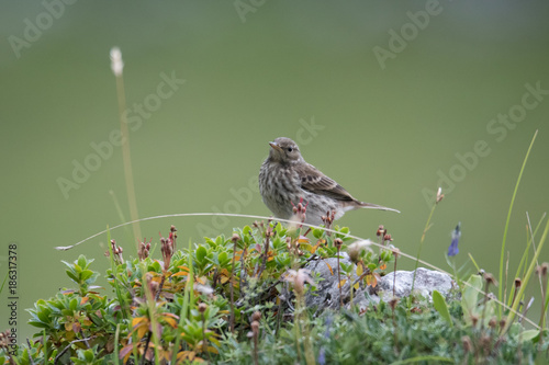 Bergpieper (Anthus spinoletta) photo