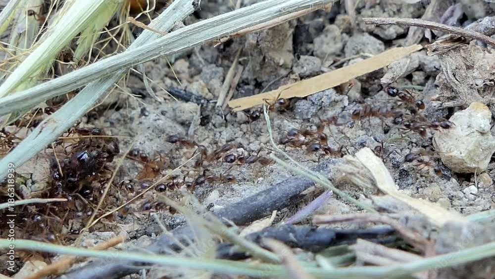 Worker ants carrying food, carcass insect, in tropical rain forest, 4K. Worker ants carrying food, carcass insect, in tropical rain forest, 4K.