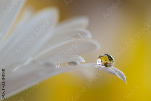 Dew drop on a Daisy