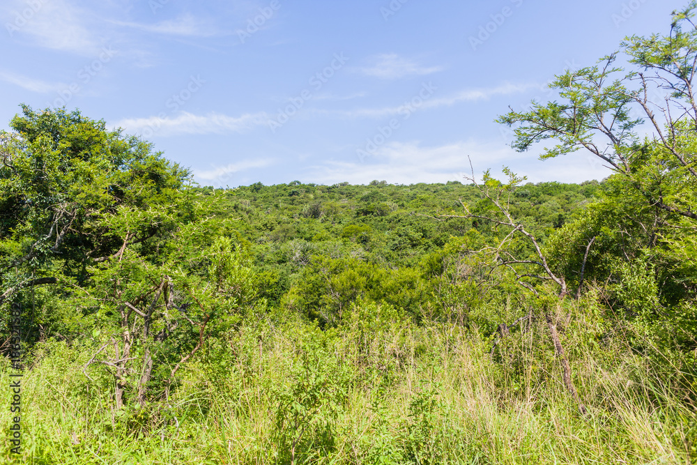 Wilderness Thick Vegetation Landscape