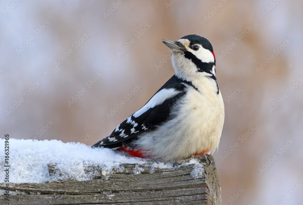 Obraz premium Dendrocopos major. The male great spotted woodpecker sitting on a log
