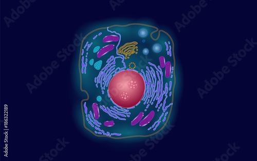 Animal human cell structure educational science. Microscope 3d eukaryotic nucleus organelle medicine technology analysis. Glowing colored biology poster template isolated line vector illustration photo