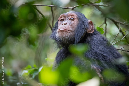 Papier peint chimpanzee / schimpanse - uganda