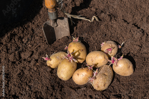 Selbstversorger keimende Kartoffeln pflanzen