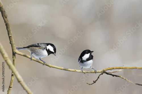Couple Coal Tit sitting on one branch