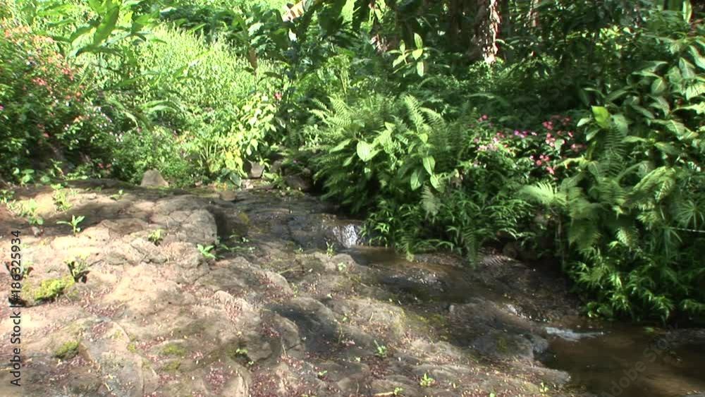 Close up, stream in lush woods Close up, stream in lush woods