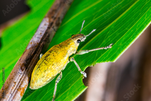 Male Gold Dust Weevil (Arthropoda: Insecta: Coleoptera: Curculionidae: Entiminae: Tanymecini: Piazomiina: Hypomeces squamosus) standing and waiting on a reen leaf isolated with soft green background photo