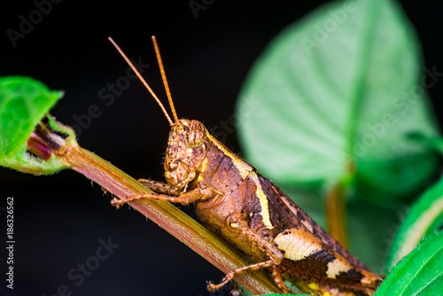 Brown Band-winged and short-horned Male Clear-winged Grasshopper (Orthoptera: Caelifera: Acrididae: Oedipodinae: Hippiscini: Camnula pellucida) sit on a green tree stem isolated with black background photo