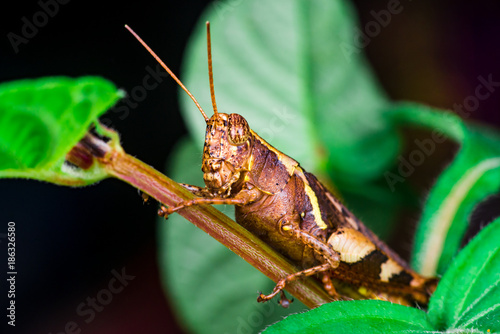 Brown Band-winged and short-horned Male Clear-winged Grasshopper (Orthoptera: Caelifera: Acrididae: Oedipodinae: Hippiscini: Camnula pellucida) sit on a green tree stem isolated with black background photo