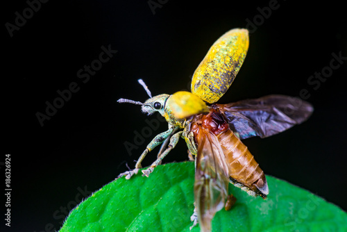 Blurry female Gold Dust Weevil (Coleoptera: Curculionidae: Entiminae: Tanymecini: Piazomiina: Hypomeces squamosus) hardened forewings raised, hindwings unfolding on a leaf isolated black background photo