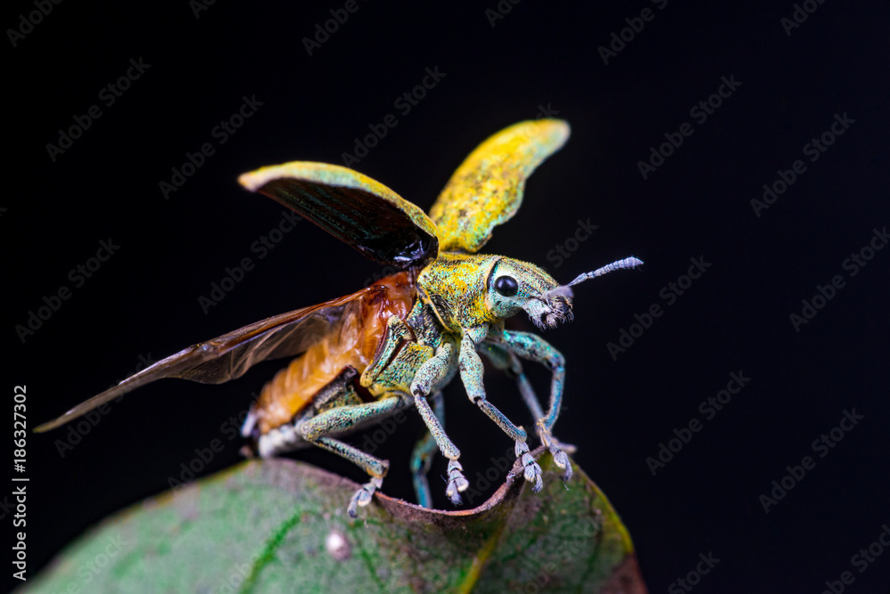 Naklejka premium Blurry female Gold Dust Weevil (Coleoptera: Curculionidae: Entiminae: Tanymecini: Piazomiina: Hypomeces squamosus) hardened forewings raised, hindwings unfolding on a leaf isolated black background