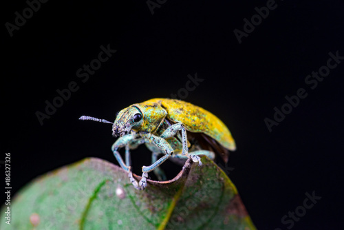 Female Gold Dust Weevil (Arthropoda: Insecta: Coleoptera: Curculionidae: Entiminae: Tanymecini: Piazomiina: Hypomeces squamosus) standing and waiting on a green leaf isolated with black background photo