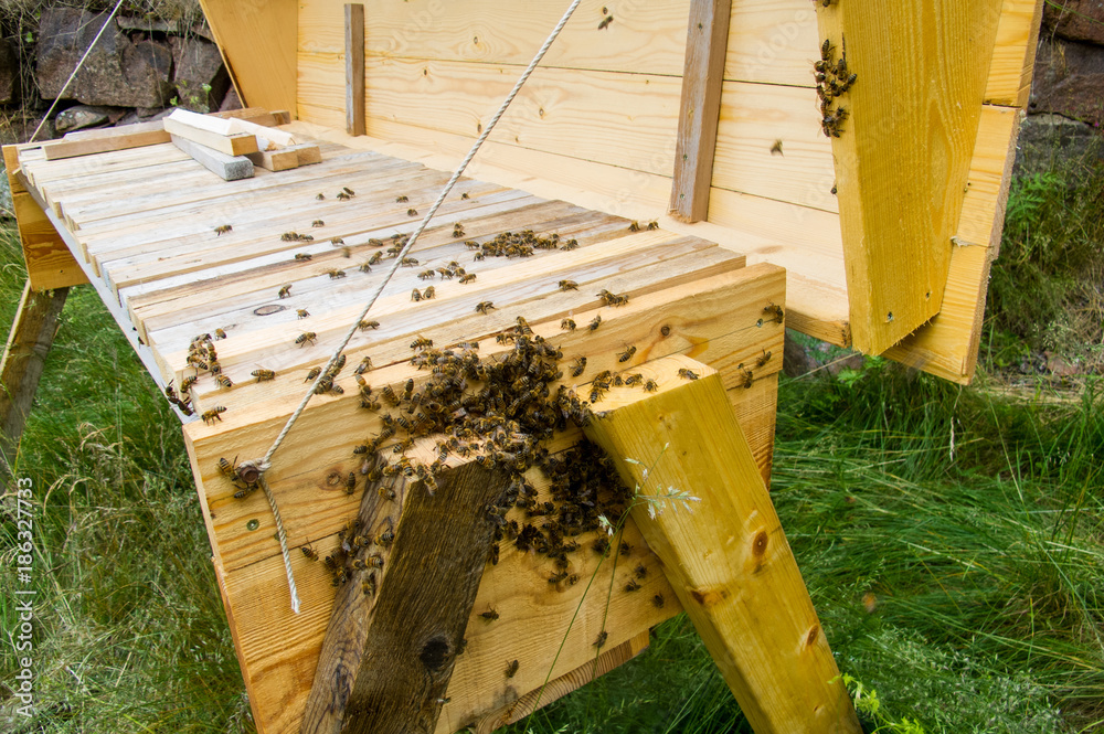 Bees getting ready to swarm on a top bar hive. Bees getting ready to swarm on a top bar hive.