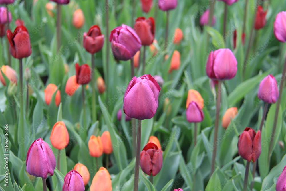 tulip garden bloom