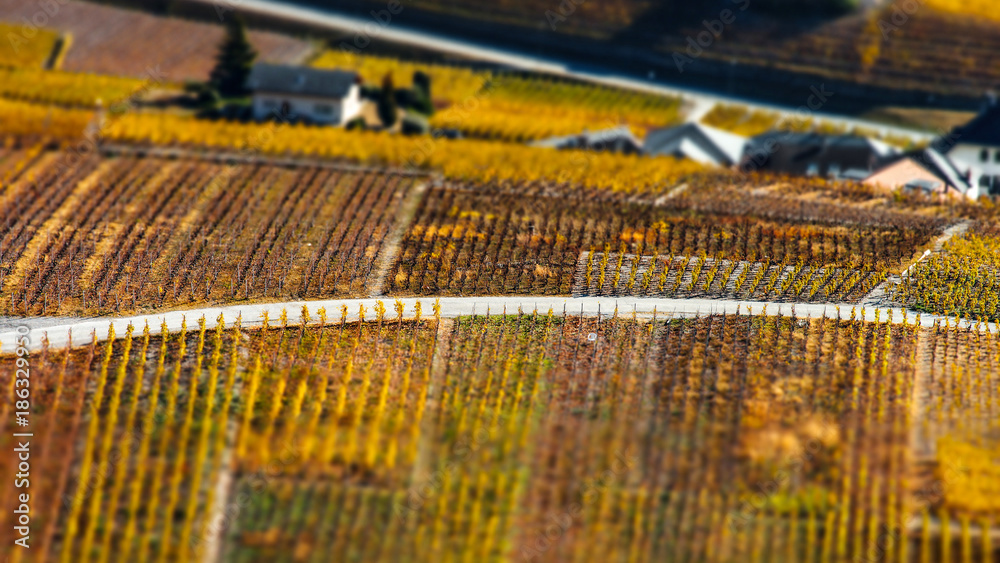 Tilt-shift aerial view of autumnal vineyards in Switzerland