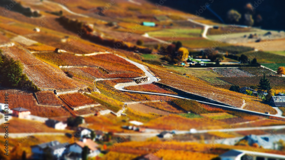 Tilt-shift aerial view of autumnal vineyards in Switzerland Tilt-shift aerial view of autumnal vineyards in Switzerland