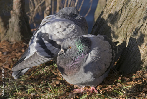 Two pigeons in the winter sun photo