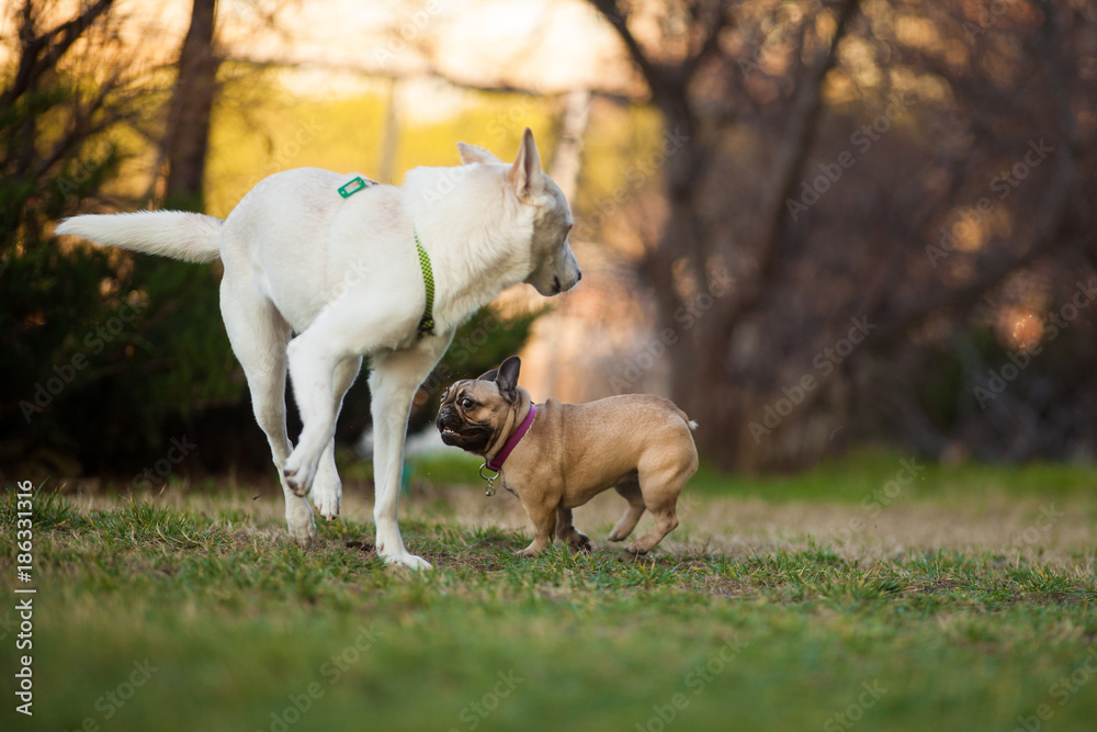 Adoreable Nine Months Old Purebred French Bulldog at Park Adoreable Nine Months Old Purebred French Bulldog at Park