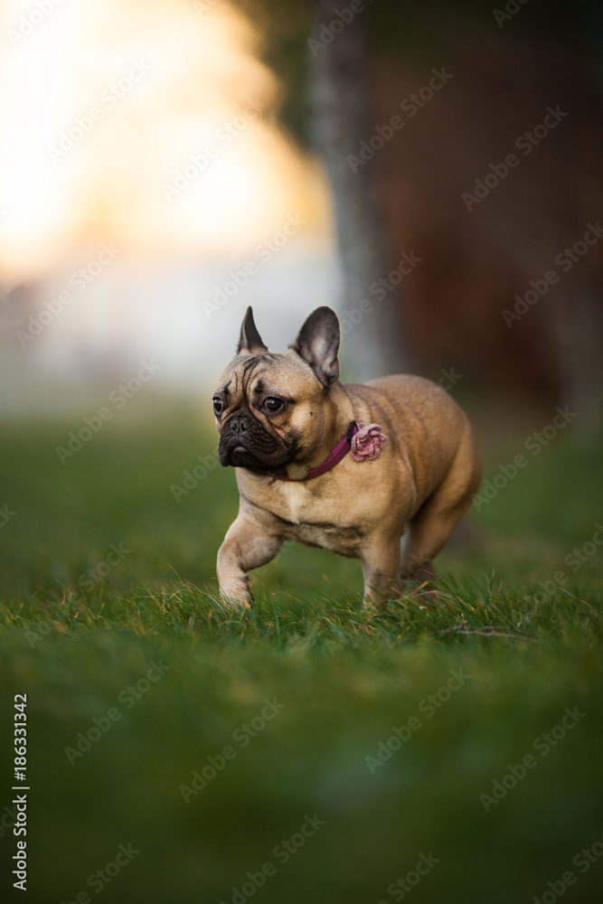 Adoreable Nine Months Old Purebred French Bulldog at Park Adoreable Nine Months Old Purebred French Bulldog at Park