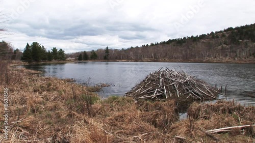 Beaver shelter on Maine river, wide