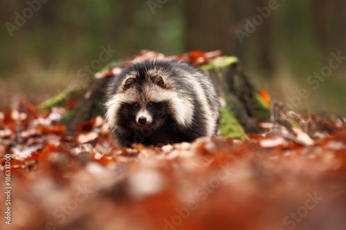 Nyctereutes procyonoides. Autumn colors in nature. Free nature. Animal in the forest. Colorful leaves.The original  area is located in East Asia, especially in Japan, Korea and eastern Siberia. His ho