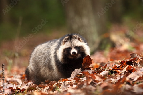 Nyctereutes procyonoides. Autumn colors in nature. Free nature. Animal in the forest. Colorful leaves.The original  area is located in East Asia, especially in Japan, Korea and eastern Siberia. His ho