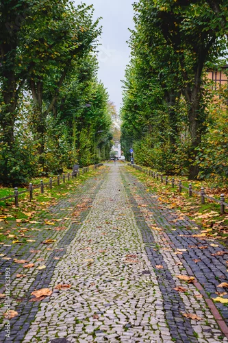 Obraz Brukowaną kamienną ścieżkę, Bergermisterstasse, do znikającego punktu wyłożonego drzewami rozmieszczonymi równomiernie w Einbeck w Niemczech.