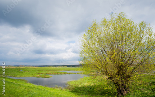 eine einsame Landschaft im Frühling im Oderbruch ( Deutschland )