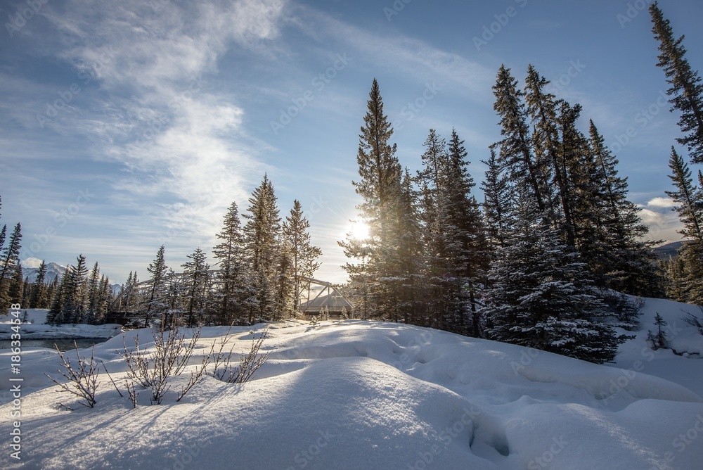 Snow covered trees on a beautiful day in the Canadian Rockies in the Winter
