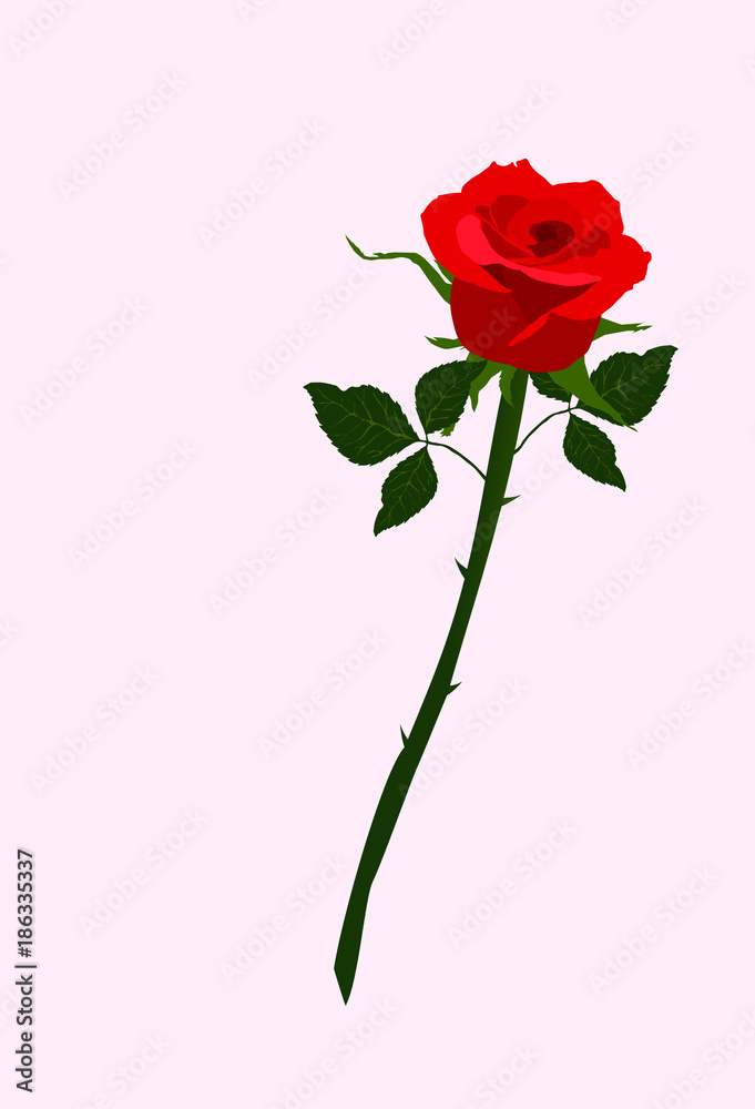 Res roses with green leaves illustration vector Res roses with green leaves illustration vector
