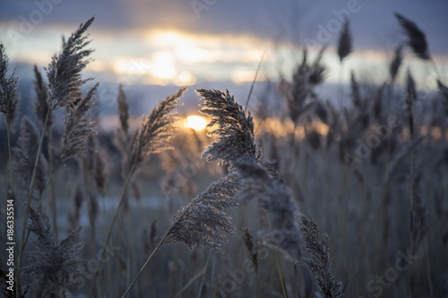 Walking through a long and beautiful field on a warm autumn day photo