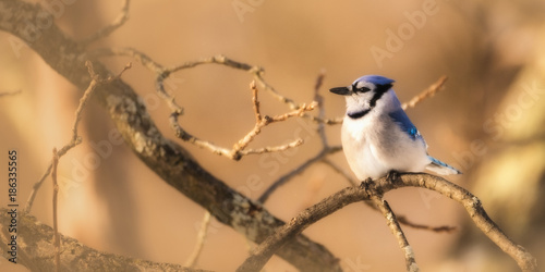 Blue Jay.
