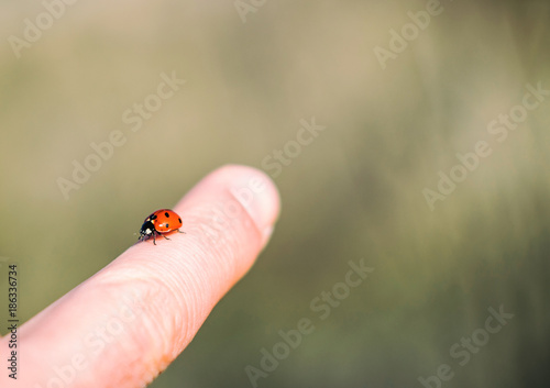 Ladybug macro shot in nature
